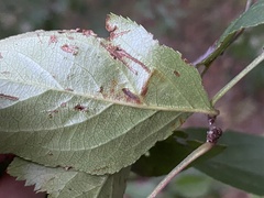 Stigmella oxyacanthella