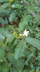 Tabernaemontana ventricosa