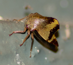 Telamona