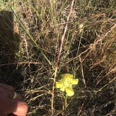 Moraea fugax