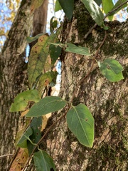 Bignonia capreolata