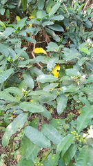 Tabernaemontana ventricosa