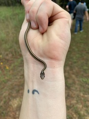 Thamnophis saurita