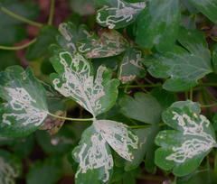 Phytomyza minuscula group