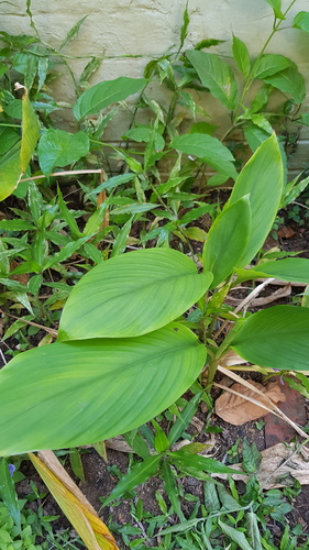 Zingiber officinale