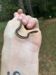 Thamnophis saurita