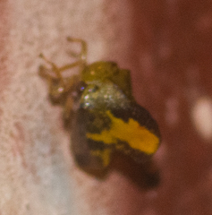 Telamona