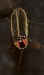 Photinus