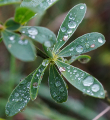 Cytisus procumbens