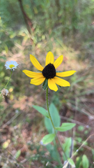 Rudbeckia triloba