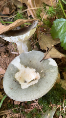 Heterophyllidia
