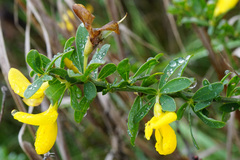 Cytisus procumbens