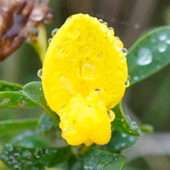 Cytisus procumbens