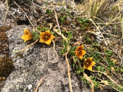 Philibertia lysimachioides