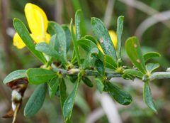 Cytisus procumbens