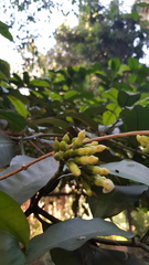 Tabernaemontana ventricosa