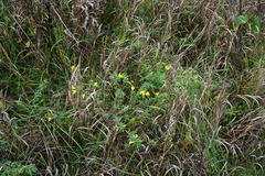 Cytisus procumbens