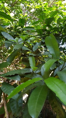 Tabernaemontana ventricosa