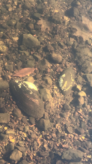 Unionidae