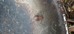 Scytodes globula