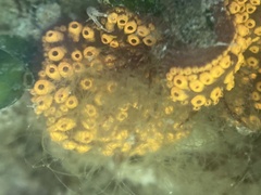 Botrylloides diegensis