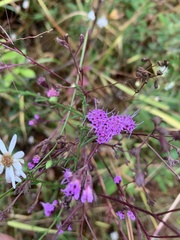 Liatrinae