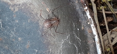 Scytodes globula