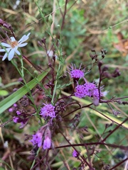 Liatrinae