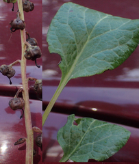 Pyrola asarifolia