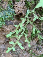 Selaginella apoda