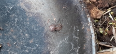 Scytodes globula