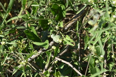 Araujia brachystephana