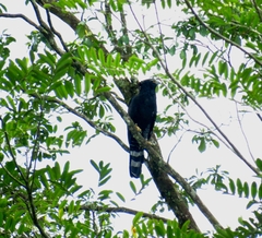 Spizaetus tyrannus
