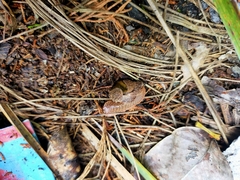 Stanisicarion freycineti