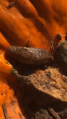 Deroceras reticulatum