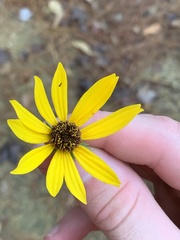 Helianthus angustifolius