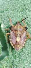 Carpocoris mediterraneus