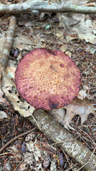 Suillus spraguei