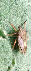 Carpocoris mediterraneus