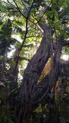 Ficus natalensis