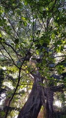 Ficus natalensis