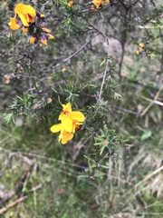 Pultenaea juniperina