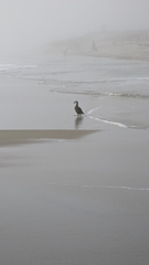 Somateria spectabilis