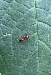 Myrmica