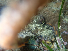 Octopus bimaculoides