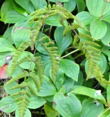 Gymnocarpium dryopteris