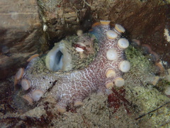 Octopus bimaculoides