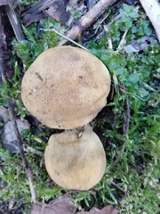 Pseudoboletus parasiticus
