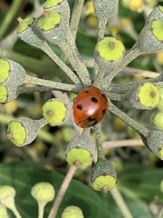 Coccinella septempunctata