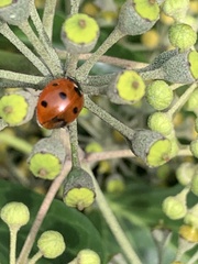 Coccinella septempunctata
